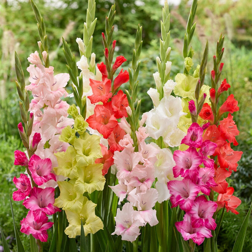 Gladiolus Mixed 10-pack